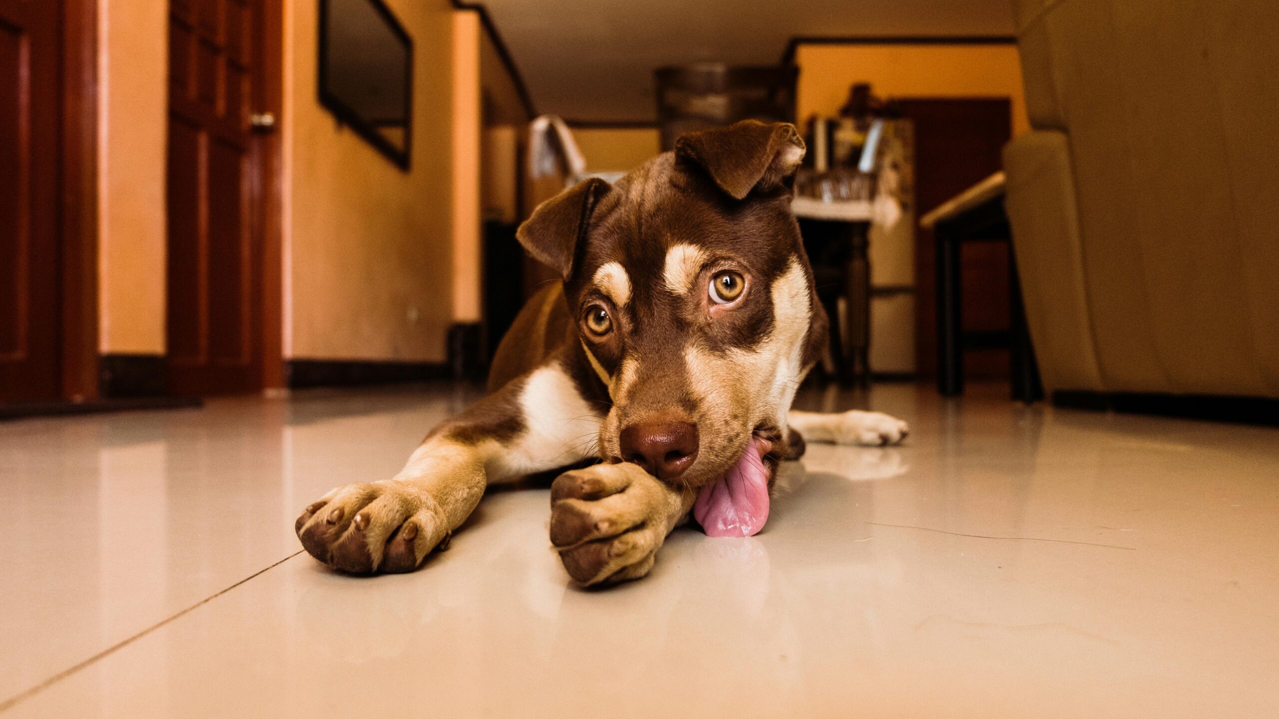 Pet & Stain Resistant Carpeting: Built for Real Life